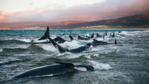 Liz Carlson Whales stranded in the surf