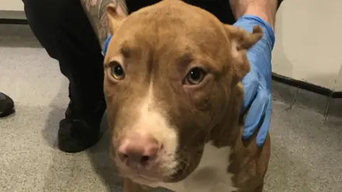 RSPCA Puppy with cropped ears