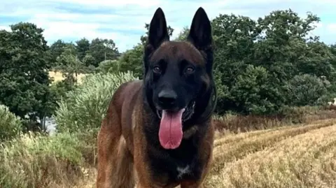 Police Scotland Police dog with tongue out in a countryside setting and looking in direction of camera