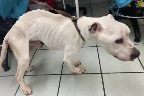 RSPCA A side-on image of an incredible thin white Staffie dog. His ribs and spine are very prominent. He stands on a white tiled floor with desk chairs visible in the background.