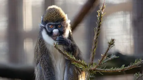 Riki, the lesser spot nosed Guenon, a small fawny coloured monkey with a white chest, neck and nose, with orange eyes and black pupils sits on top of a Christmas tree nibbling some nuts that were scattered over it for him to find.