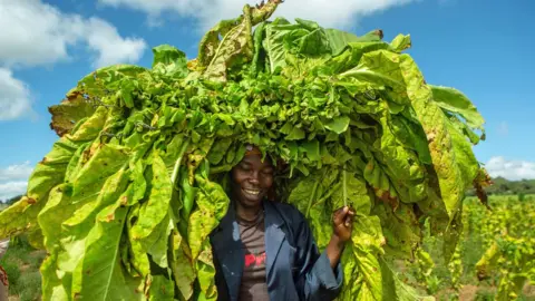 Getty Images A woman carrying a big bundle of bright tobacco leaves over her head