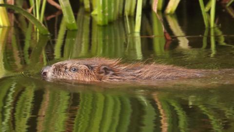 A swimming beaver