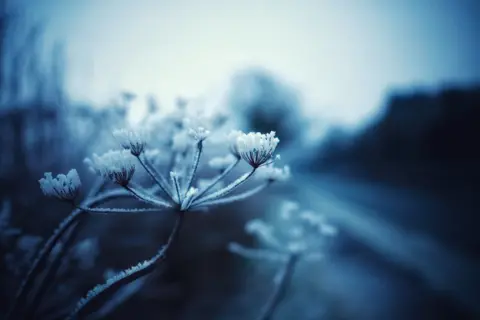 Adam Harrison Monochrome picture of ice crystals on flowers.