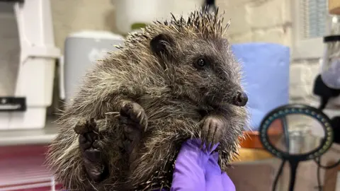 BBC Scampi the hedgehog