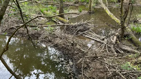 BBC Trees and branches lie on the floor of a woodland, surrounded by water.