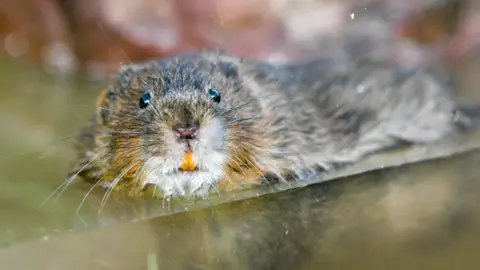 PA A partially submerged water vole with orange teeth looking straight into the camera