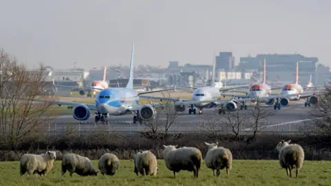 PA Media A view of Gatwick Airport with planes queuing on the runway and the terminal buildings visible in the background. In the foreground there are some sheep standing in a field, most of them facing the direction of the planes.