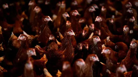 More than a dozen dark brown chickens are tightly packed together. 