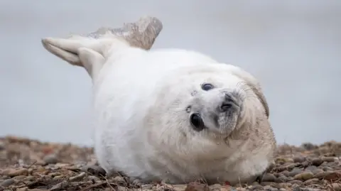 A white seal pup lies on a shingle beach with its flipper in the air
