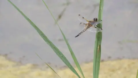 NWT Dragon-fly like insect with double wings with spots on and long abdomen clings onto a grass stalk near a pond.