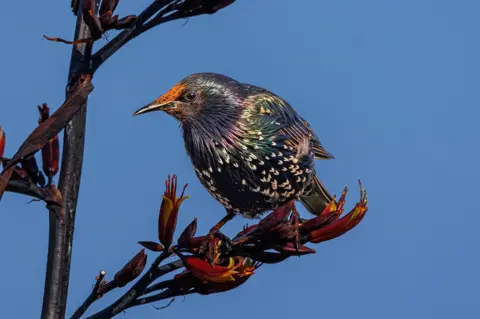Kenneth Milligan A starling sits on a branch with small red flowers