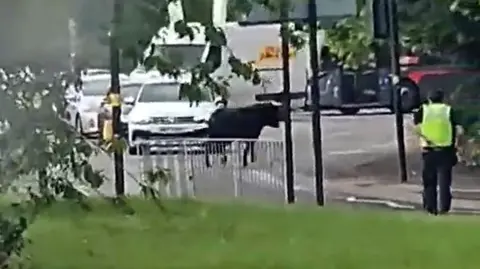 Bull in road with police officer near by