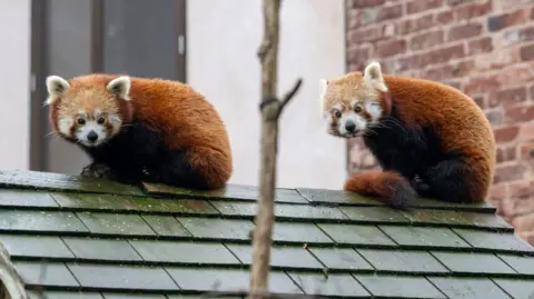 West Midlands Safari Park Two red pandas are sitting on a roof with green tiles. They look almost symmetrical with their head on the left and the rest of their body on the right.