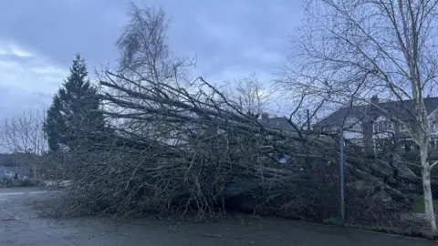 A very large tree lies across a path and has crushed a chain link fence on one side of a tennis court.