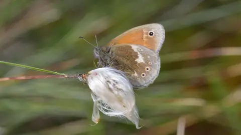 Butterfly Conservation / Jim Asher A close up of a Large Heath butterfly perched on the end of a plant. Its wings are orange with grey/white tips. It has a line of black spots towards the edge of its wings. 