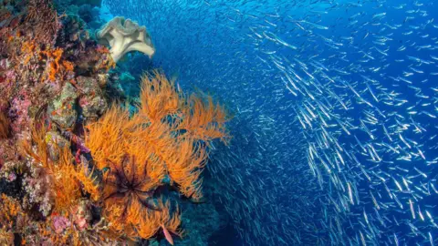 Jenny Stock / Oceanographic Magazine and Blancpain Hundreds of anchovies swimming passed a healthy reef.