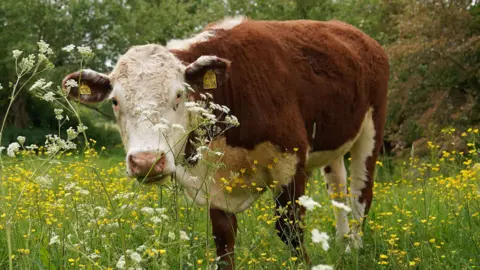 An orange and white cow grazing in a field of white and yellow flowers and long grass.