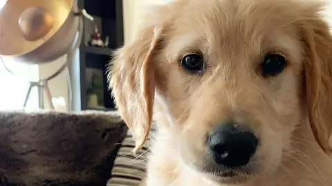 Kate Margolis Kate Margolis' dog Milo when he was a puppy. He has blonde fur, a black nose and dark eyes. His ears seem floppy and is sitting indoors quite close to the camera.