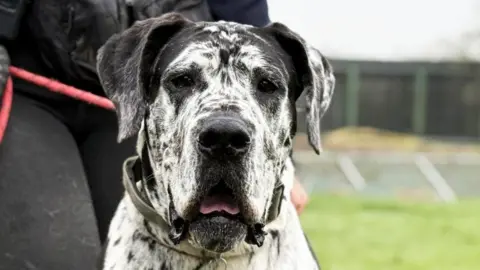 RSPCA Nellie is a black and white great Dane. She has a brown collar and red lead, which someone is holding on the left. Behind them is a small grassed area which is fenced off.