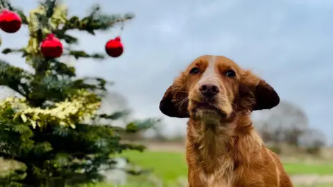 Bettys Hot Spot/BBC Weather Watchers A dog is outside in the wind next to a small Christmas tree which has been decorated with red baubles and gold tinsel.