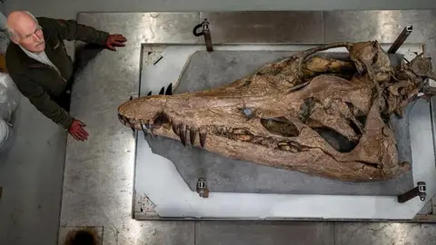 BBC/Tony Jolliffe A huge skull sits on a table. It is triangular in shape with huge sharp teeth, like a crocodile. A man poses with the skull. He has grey hair and a grey moustache.