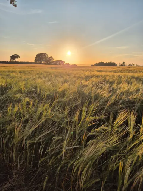 Aileen Robbie A barley field blowing slightly in the wind, taken from a low angle, with mature trees and a bright sun in the distance starting to set