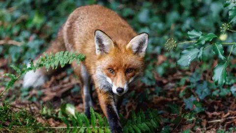 A vixen looks at the camera as it walks through a garden, surrounded by foliage