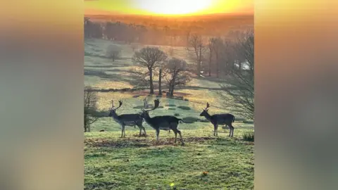 Carlos Balou Three deer stood in a field with trees and grass. The orange sunrise shines over the scene.
