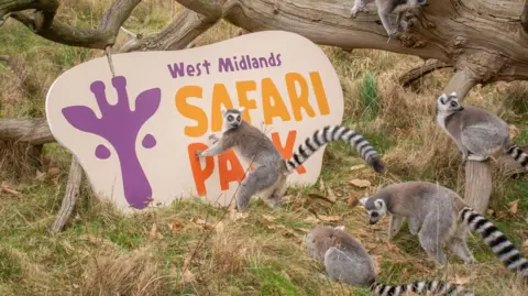 West Midland Safari Park Lemurs and the new logo