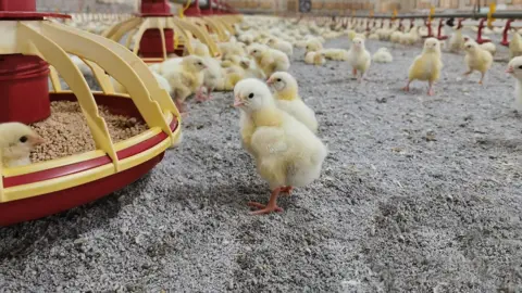 An indoor farm, where hundreds of chicks stand on grey bedding. On the left of the image, a row of feeders