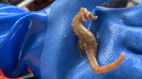 A person holding a small seahorse. The glove is blue and the seahorse is a light brown and tail.