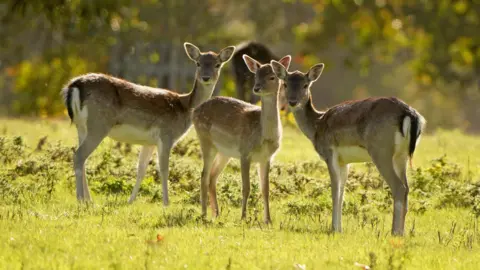 PA Media Three deer stand grouped together on a field, with trees in the background. The sun is shining.