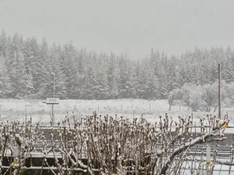 BBCWeather Watchers/Debs A landscape dusted in snow with a railway line in the middle - a station sign reads "Dalwhinnie". In the distance is a row of coniferous trees