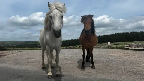 A grey pony and a chestnut-coloured pony are standing next to each other facing the camera, which has been positioned low down making the ponies loom large in the image. The are standing on what appears to be concrete. Moorland and forest are visible behind. 