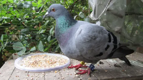 A grey pigeon, with some green and turquoise feathers on its neck, sits on a wooden garden table. It's feet are dark pink with a yellow ring around one leg and a blue ring around the other. Beside the pigeon is a large plastic lid filled with seed. Behind the pigeon is a wire fence and green shrubbery.
