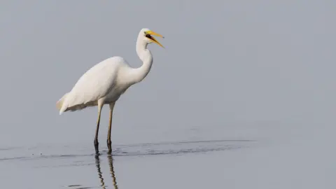 Mike Vickers/Nottinghamshire Wildlife Trust Great white egret