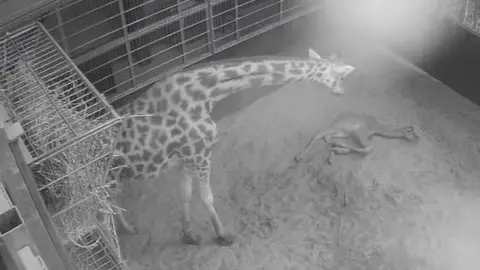 West Midlands Safari Park CCTV image of the mother and baby soon after birth 