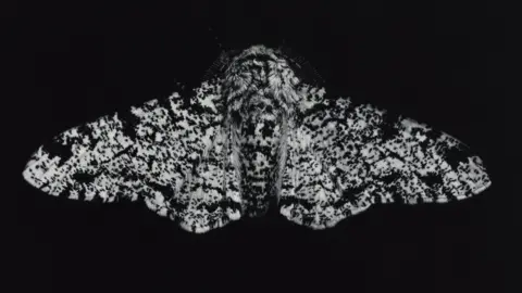 A black and white image of a peppered moth - it is a large moth with a fluffy body and black speckles covering its white wings. It also has two long antennas which are tucked beside its face and have short hairs on them.