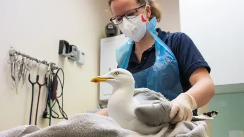 RSPCA A person wearing a mask and gloves examines a seagull resting on a towel in a clinical room, with medical tools visible on the wall behind them.