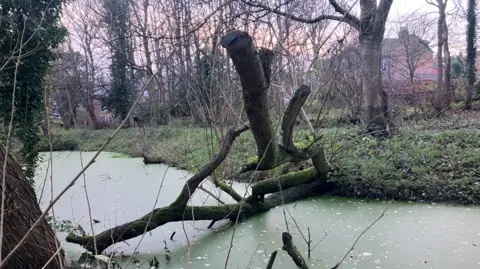 Elizabeth Baines / BBC A tree has fallen into a pond in a woodland. Houses stand behind the treeline in the distance.