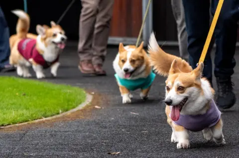 PA Media Three corgis on leads beside their owners - all wearing different coloured racing vests, all with their tongues hanging out.