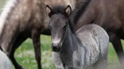 The Mare and Foal Sanctuary A close up of a grey Icelandic foal, with a black mane and light brown inner ears. It has blue eyes. Behind it are two larger brown horses blurred and green grass. 