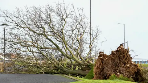 The aftermath of Storm Éowyn: A large tree⁣ lies ‌uprooted across the ground, its roots torn from the earth, with a grey ⁢sky overhead. The scene depicts the raw power ⁣of nature.