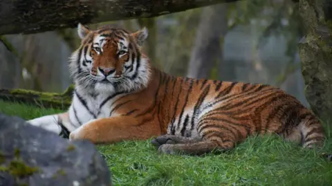 Marwell Wildlife Pasha the tiger is shown lying on a patch of grass and looking in the direction of the camera.