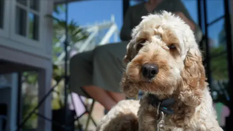 Jamie Niblock/BBC Dora the dog