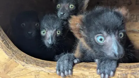 Four small lemur babies huddles together in a wood box. The lemur at the front has its paws out of the box. They have big light blue and green eyes. 