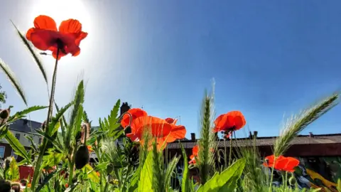 BBC Weather Watchers/uWhoAndyR A close up of red poppies and green wheat ears, shot from below, with buildings behind and blue sky above. 