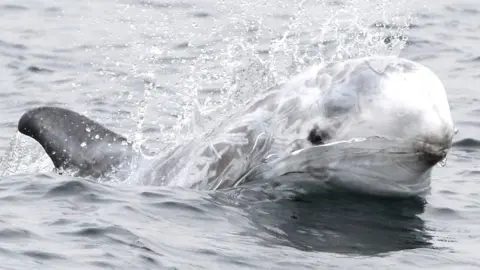Nicola Hodgins A dolphin with a very pale grey-white head is swimming in the direction of the camera. A fin is also visible above the water.