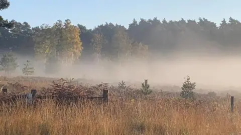 lors Mist hanging over parkland, with tall autumnal trees of green and gold in the background and small, green fir trees amid long yellow/brown grasses in the foreground